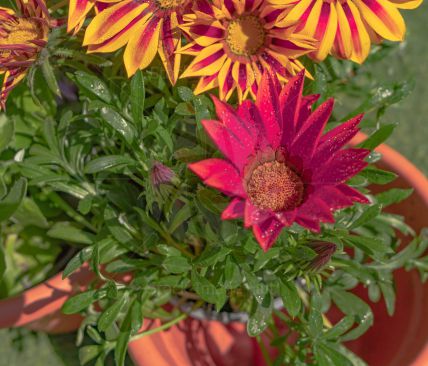 Rich, vibrant colours of summer flowers in plant pot