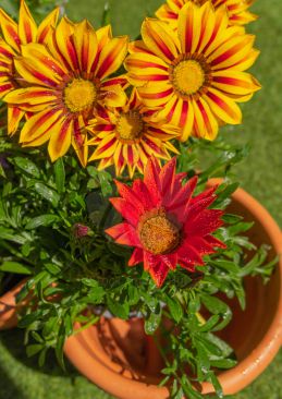 Flowers in plant pot displaying beautiful colours just after a summer rain shower