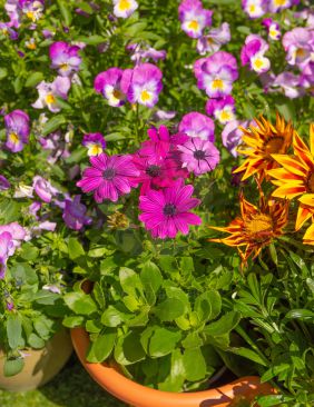 Beautiful mix of colours from summer flowers