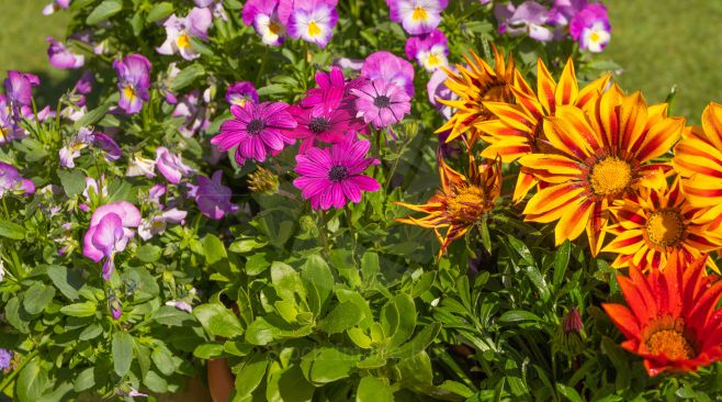 An explosion of colour from garden flowers during summer sunshine