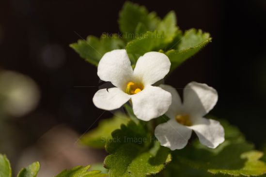 Small summer flower opening up in morning summer sunshine image