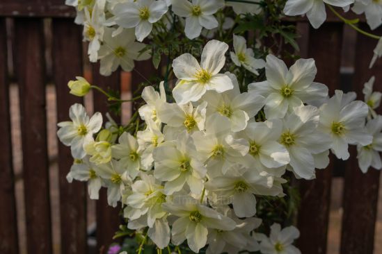 Clematis in full flower during summer image