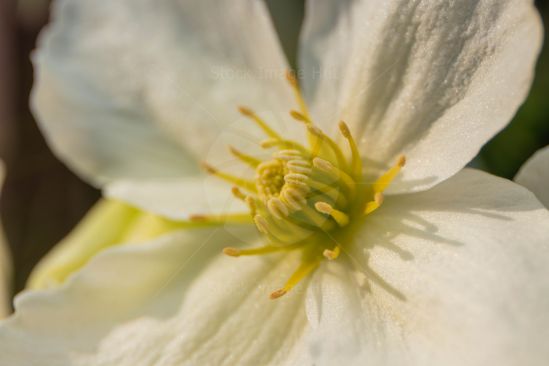 Close-up of morning sun hitting beautiful clematis flower