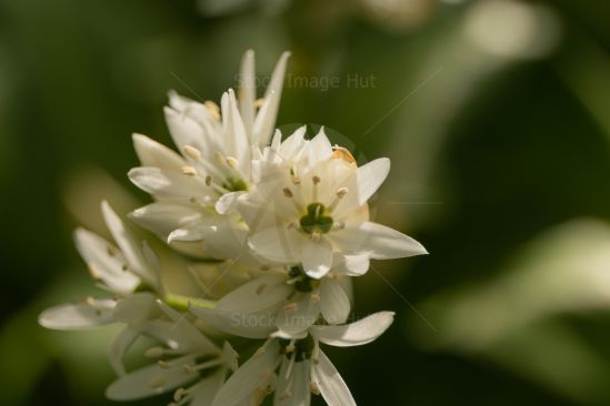 A small group of clematis in summer sunshine