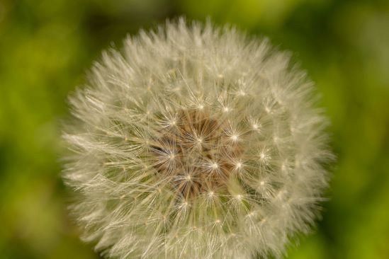 Dandelion plant ready to scatter seeds in the wind