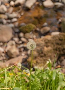 A small dandelion ready to blow away in the wind