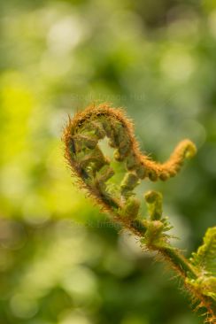 A young fern getting ready to open as spring arrives