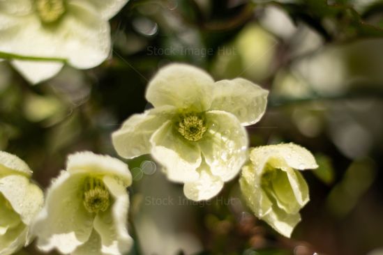 Summer rain gently falling on beautiful clematis garden flower