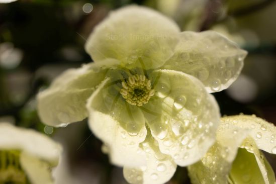 Close-up of summer flower after rain shower with large droplets of water still sitting on petals