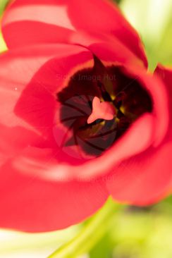 Close-up of inside a bright red tulip as it starts to open in morning sunshine