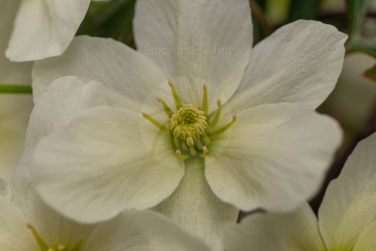 Perfect Clematis Flower