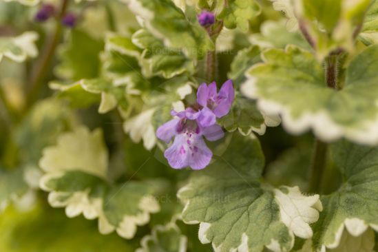 Summer flower starting to open in morning summer sunshine image