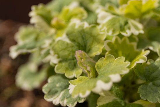 Close-up of summer plant during beautiful summer morning