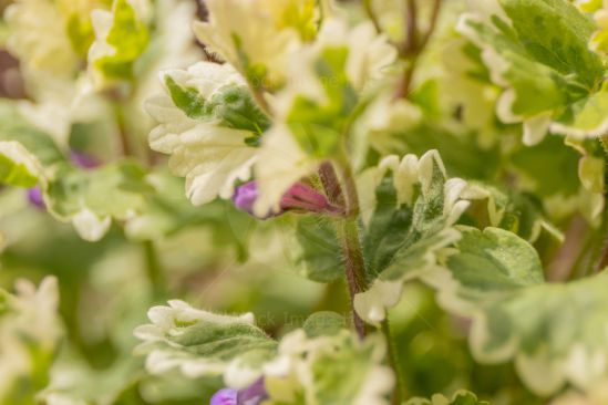 Macro photo of garden plant in summer sunshine image