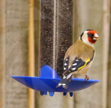 Goldfinch feeding in garden image