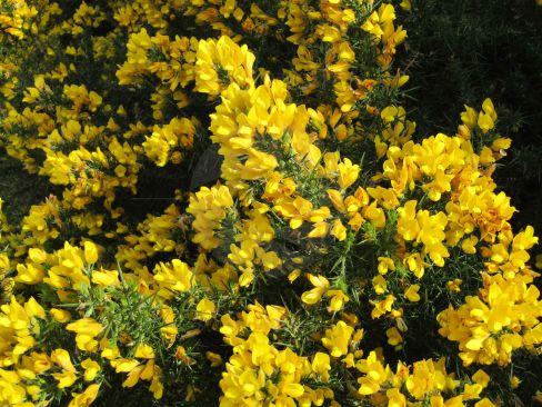 Gorse Bush in full bloom in the spring sunshine