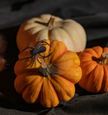 Spider climbing over pumpkins, Halloween background