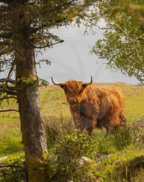 Beautiful highland cow looking through trees on a summer day