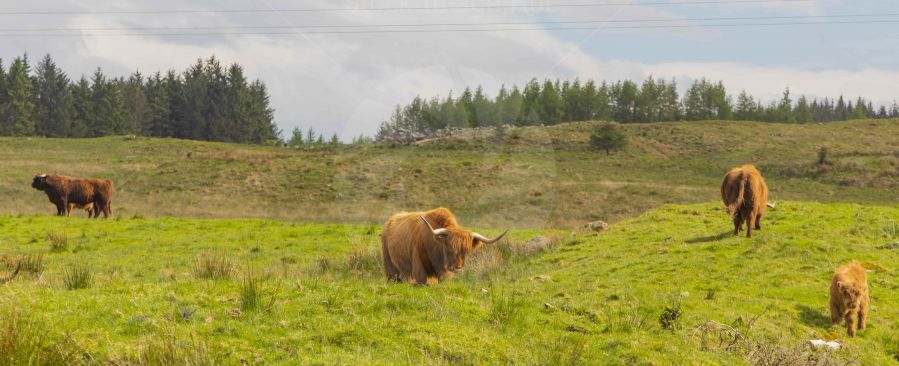 A big highland cow in field