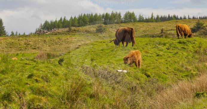 Three highland cows, dad, mum and calf