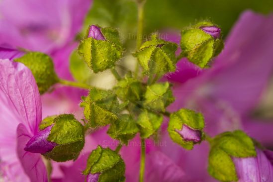 Close up of Hollyhock flower image