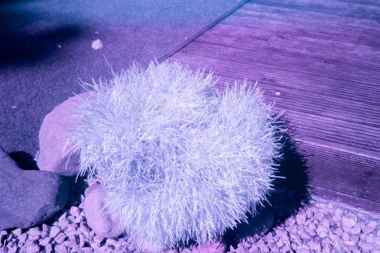Shot of a garden plant taken with an infrared filter on a very sunny day