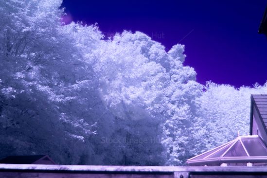 An infrared photo of trees on a very bright sunny day