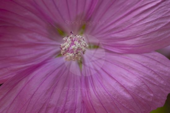 Close up of a Lavatera flower