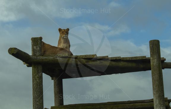 Lioness sitting on high wooden shelf watching her pack