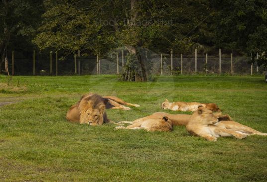 Pack of lions relaxing on grass