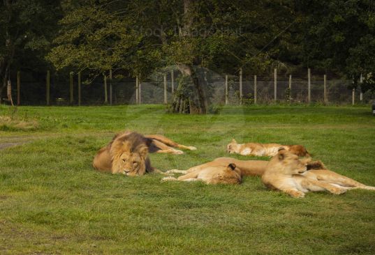 Pack of lions relaxing on grass image