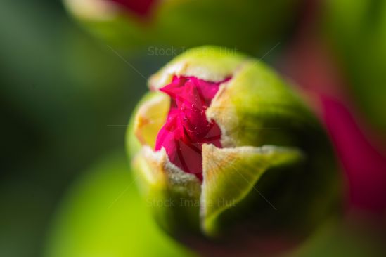 Macro image of a small summer bud just starting to open