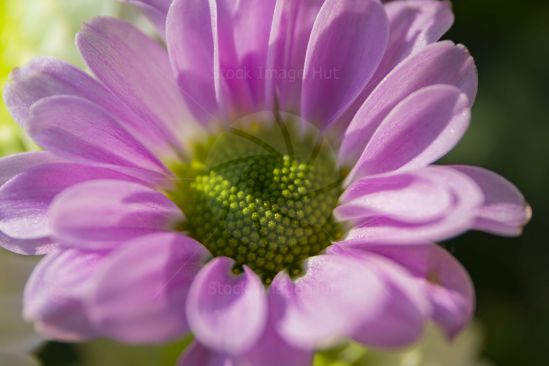 Close-up shot of River Daisy flower, botanical name - Osteospermum ecklonis image