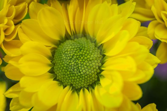 Macro shot of common marigold, botanical name - Calendula officinalis image