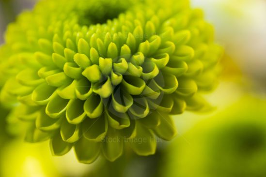 Macro shot of chrysanthemum, botanical name - Chrysanthemum morifolium