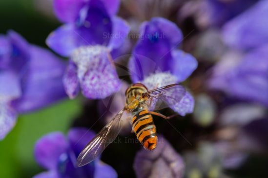 Close-up macro image of a very small hoverfly in summer