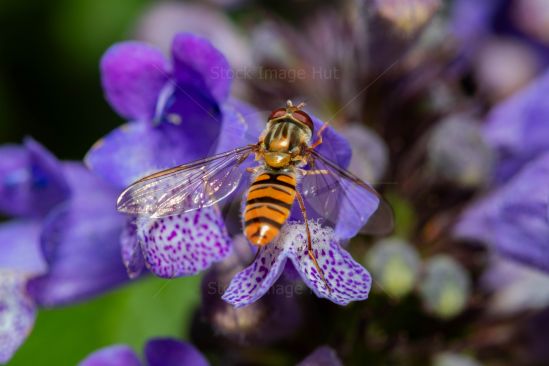 Macro image of tiny hoverfly sitting on summer flower