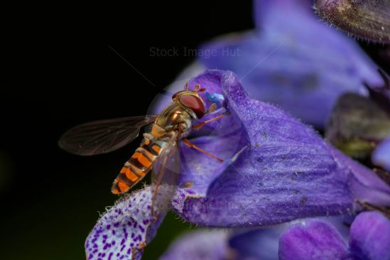 Macro shot of a tiny hoverfly gathering nectar from flower during summer image