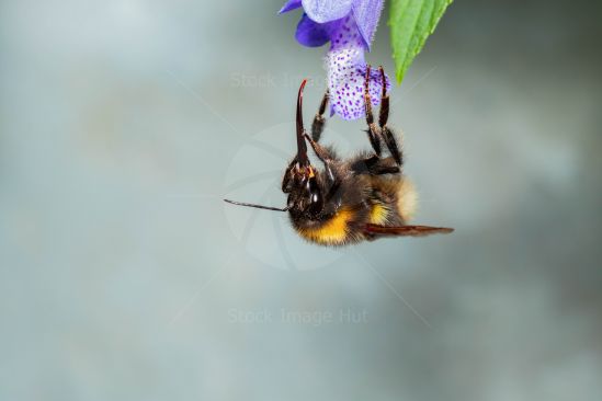 Macro shot of bumble bee using it\'s long tounge to reach nectar at bottom of garden flower image