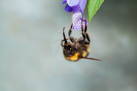 Macro image of bumble bee hanging upsidedown on garden flower