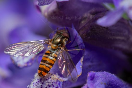 Hoverfly on garden flower in summertime image