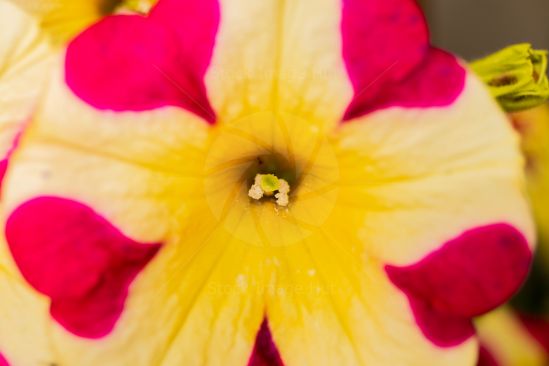 Close-up image of a very colourful bright poppy