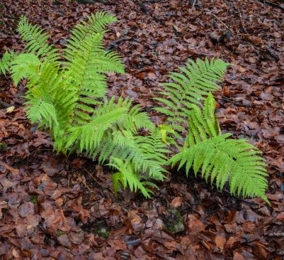 New fern emerges at end of autumn among the dead leaves on woodland floor