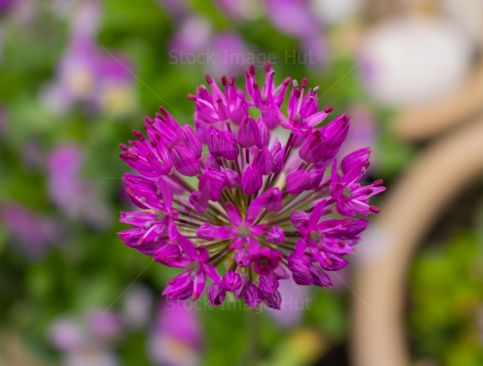 Garden plant - the giant onion - starting to open on a beautiful morning image