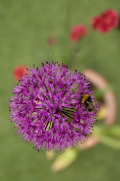 A bumblebee gathering nectar from the giant onion garden flower