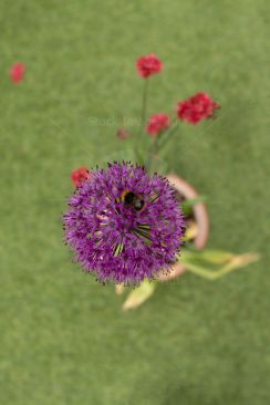 The giant onion garden flower providing nectar for bumblebee on a summer morning image