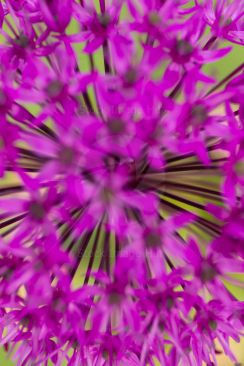 Close up of flower stems from the giant onion garden flower