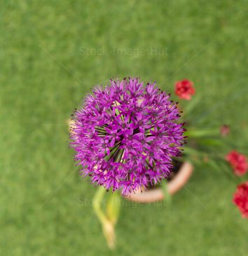 Looking directly down on the giant onion garden flower image