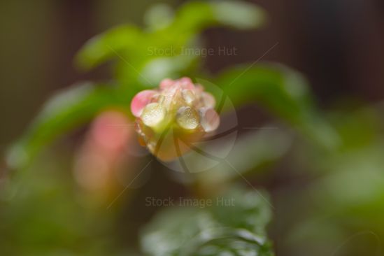 A young fuchsia bud just after summer rain shower