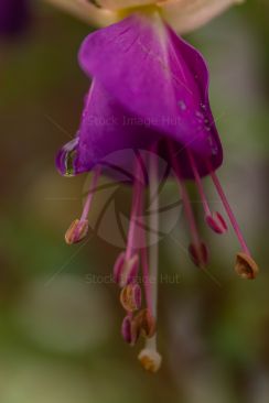 Bright purple fuchsia garden plant with rain droplet on side of petal image